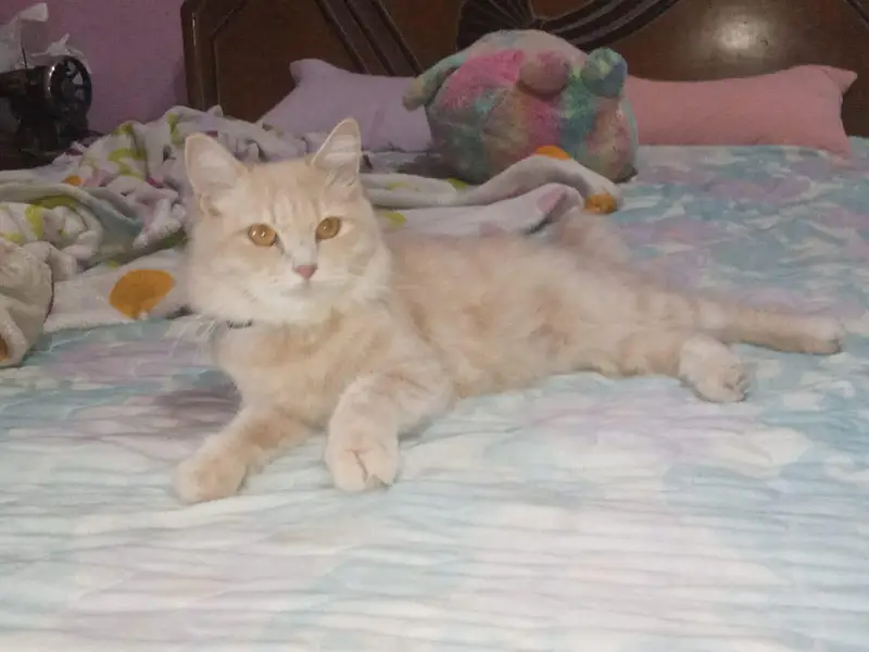 cats mail female and 2 child — photo 7