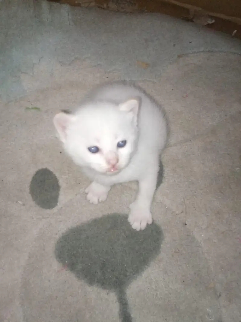 cats mail female and 2 child — photo 8