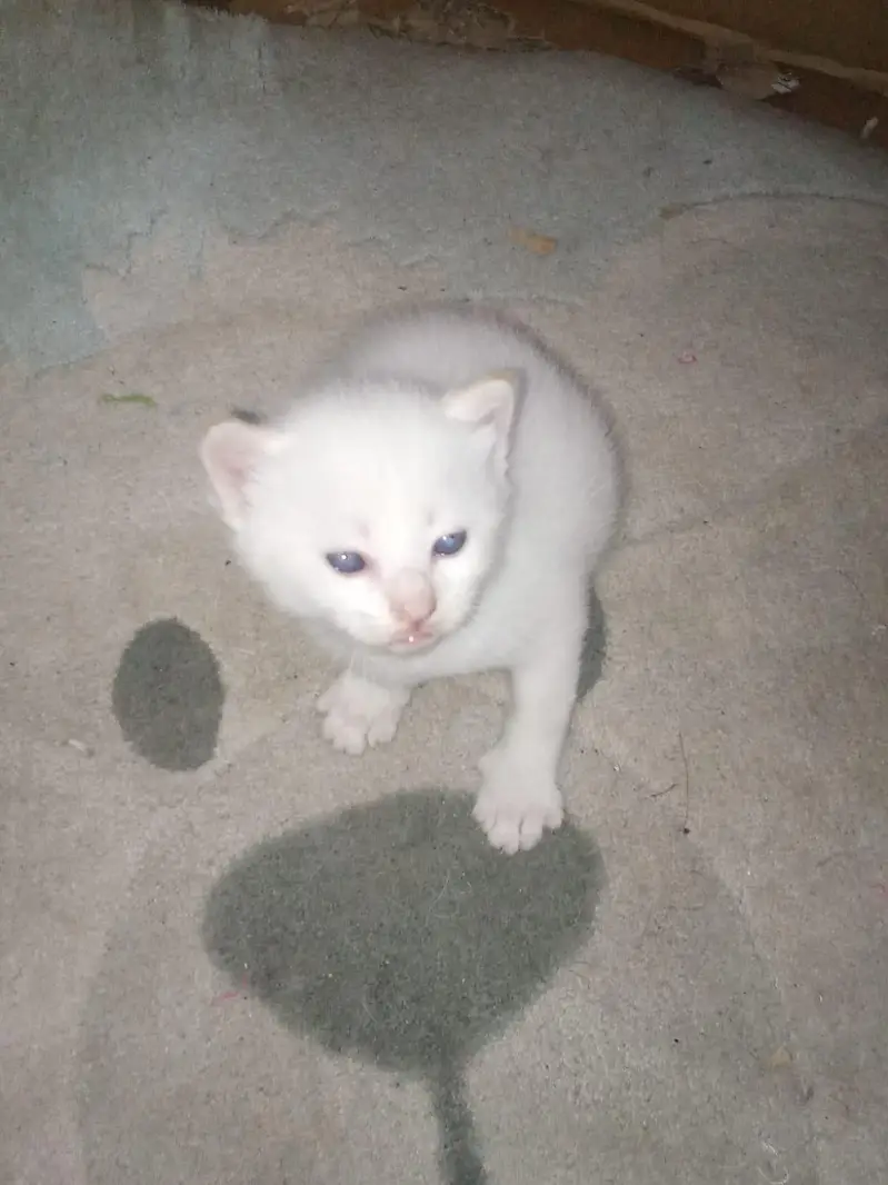 cats mail female and 2 child — photo 9