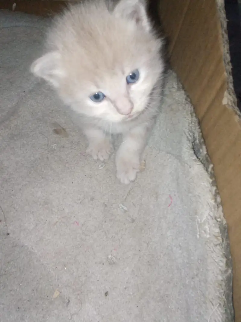 cats mail female and 2 child — photo 10