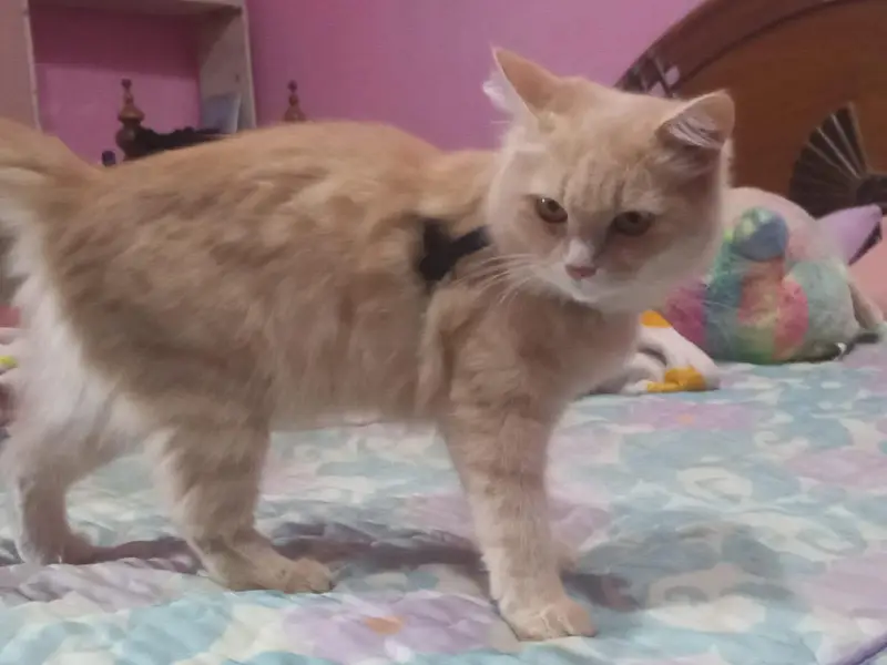 cats mail female and 2 child — photo 11
