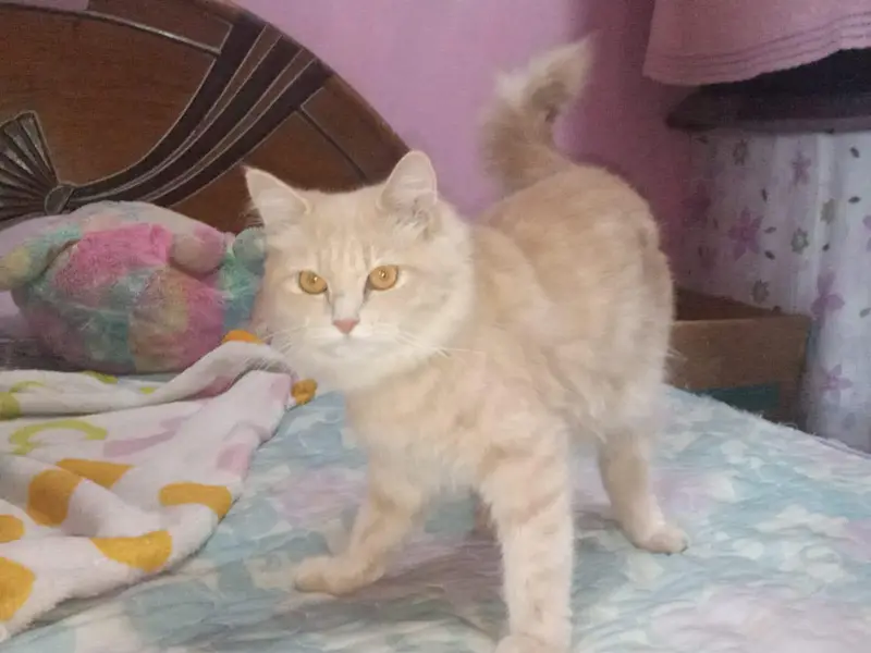 cats mail female and 2 child — photo 12