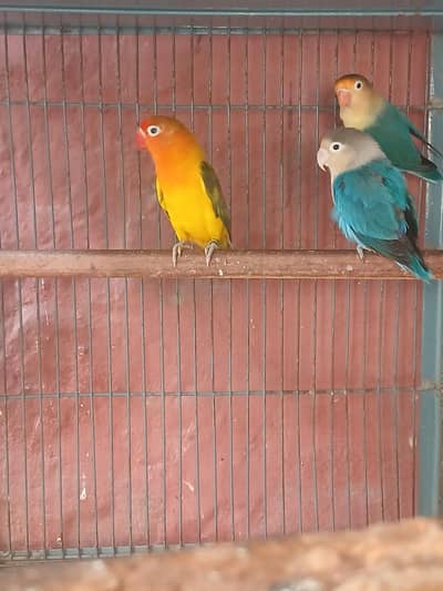 Healthy and Active breeder pair