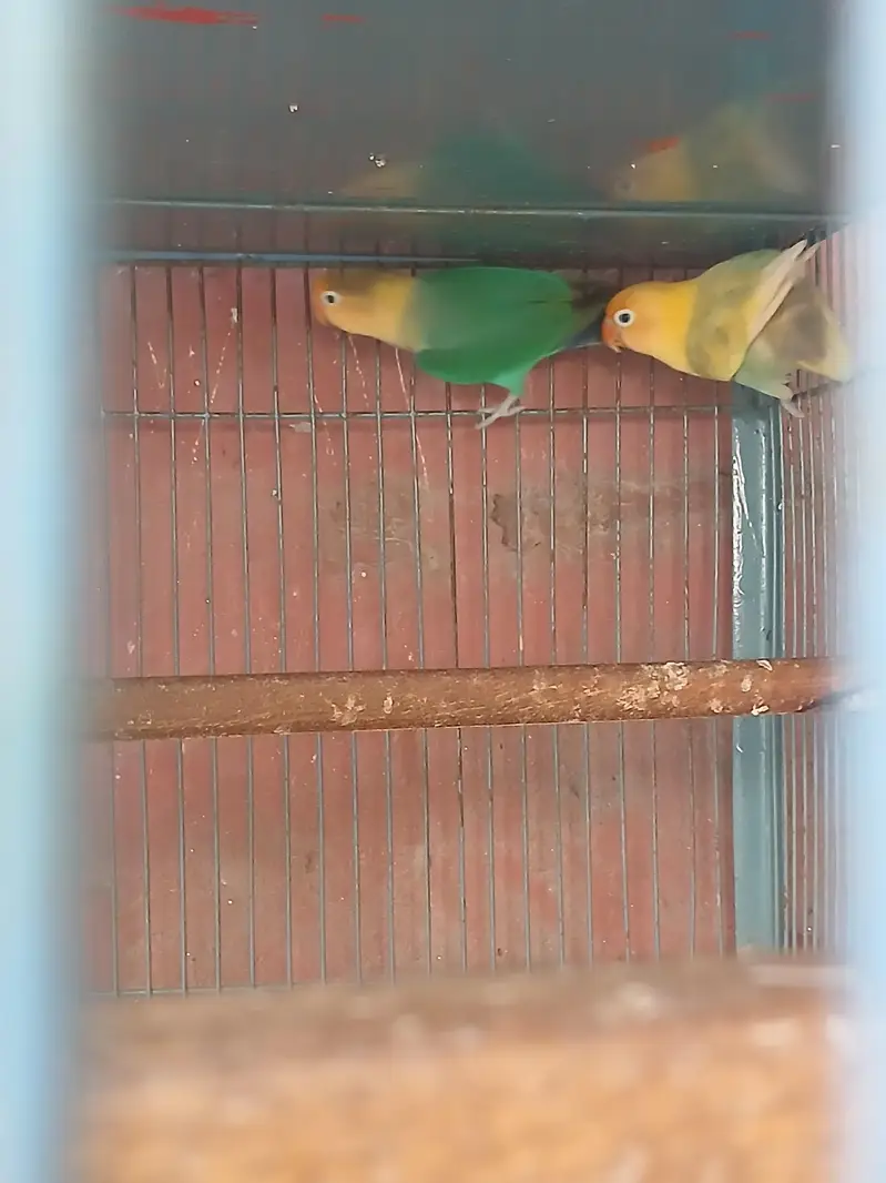 Healthy and Active breeder pair — photo 2