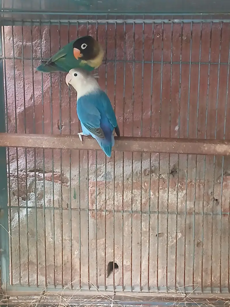Healthy and Active breeder pair — photo 3