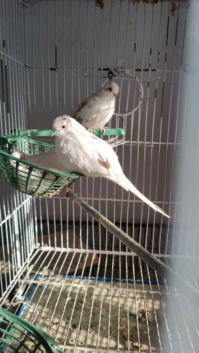 2breeder pair for sale location chichawatni