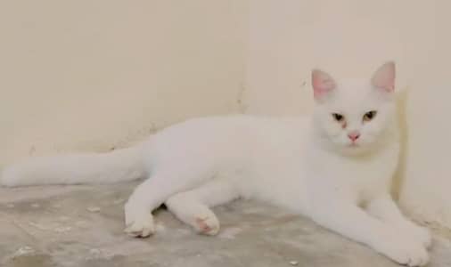 Persian Double coat Female White