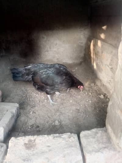 aseel pure high quality aseel for sell . urgent sell . 14000 for all