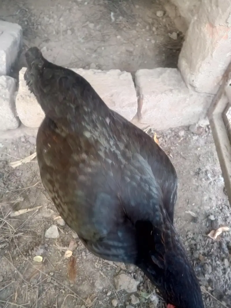 aseel pure high quality aseel for sell . urgent sell . 14000 for all — photo 2