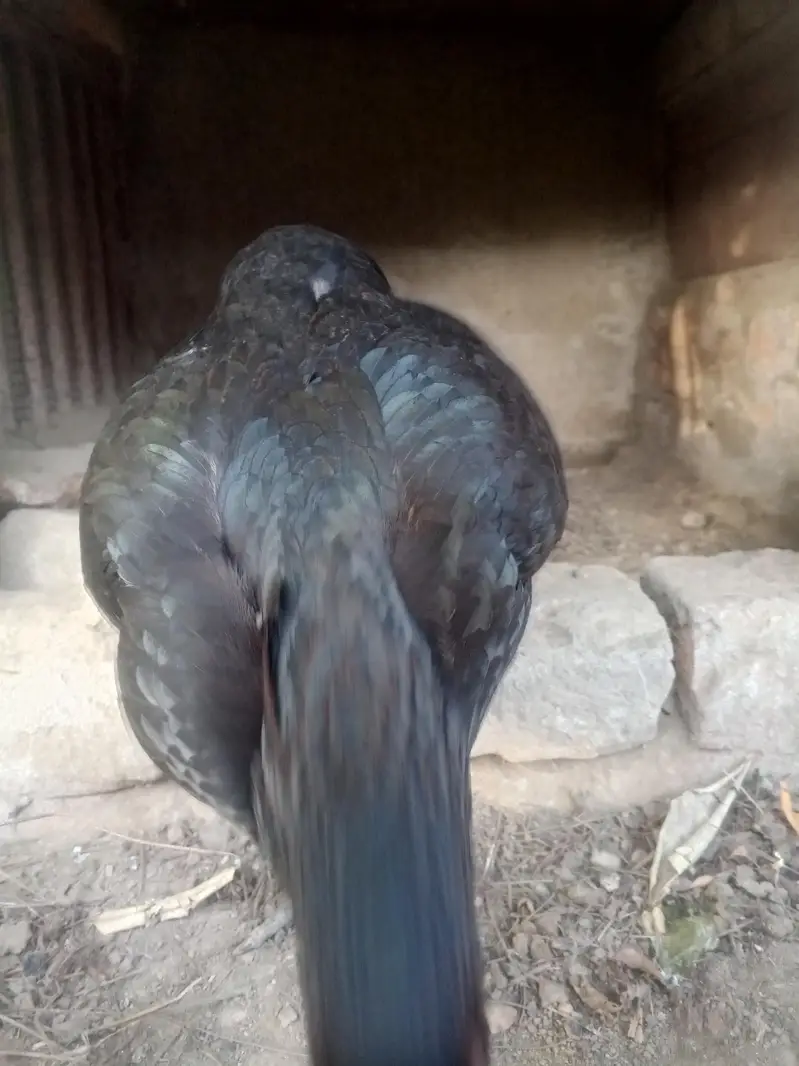 aseel pure high quality aseel for sell . urgent sell . 14000 for all — photo 3