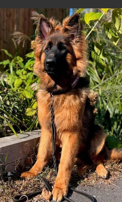 German Shepherd male puppy available for sale