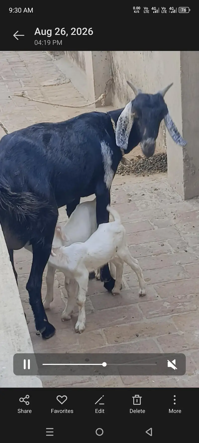 Teddy Gulabi — photo 2