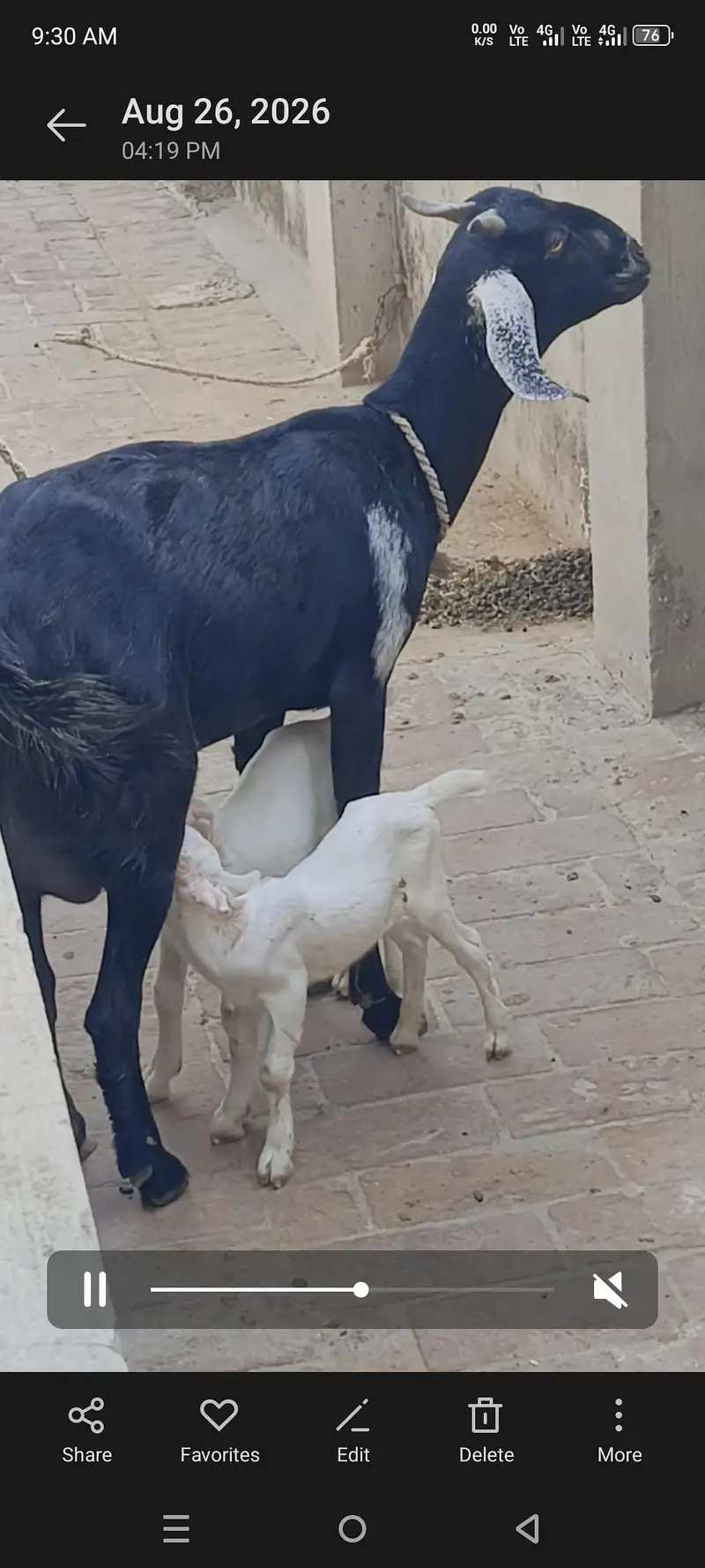 Teddy Gulabi — photo 3