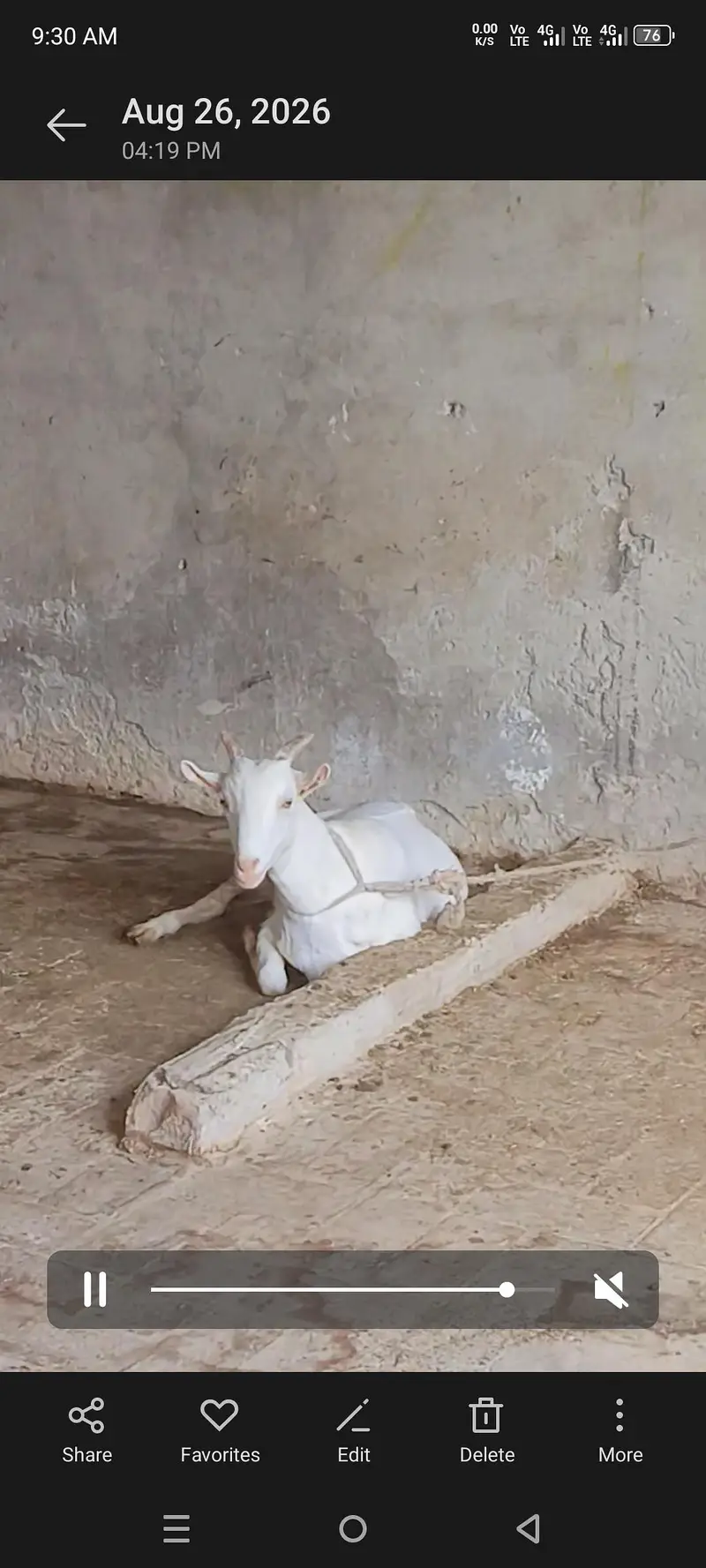 Teddy Gulabi — photo 5