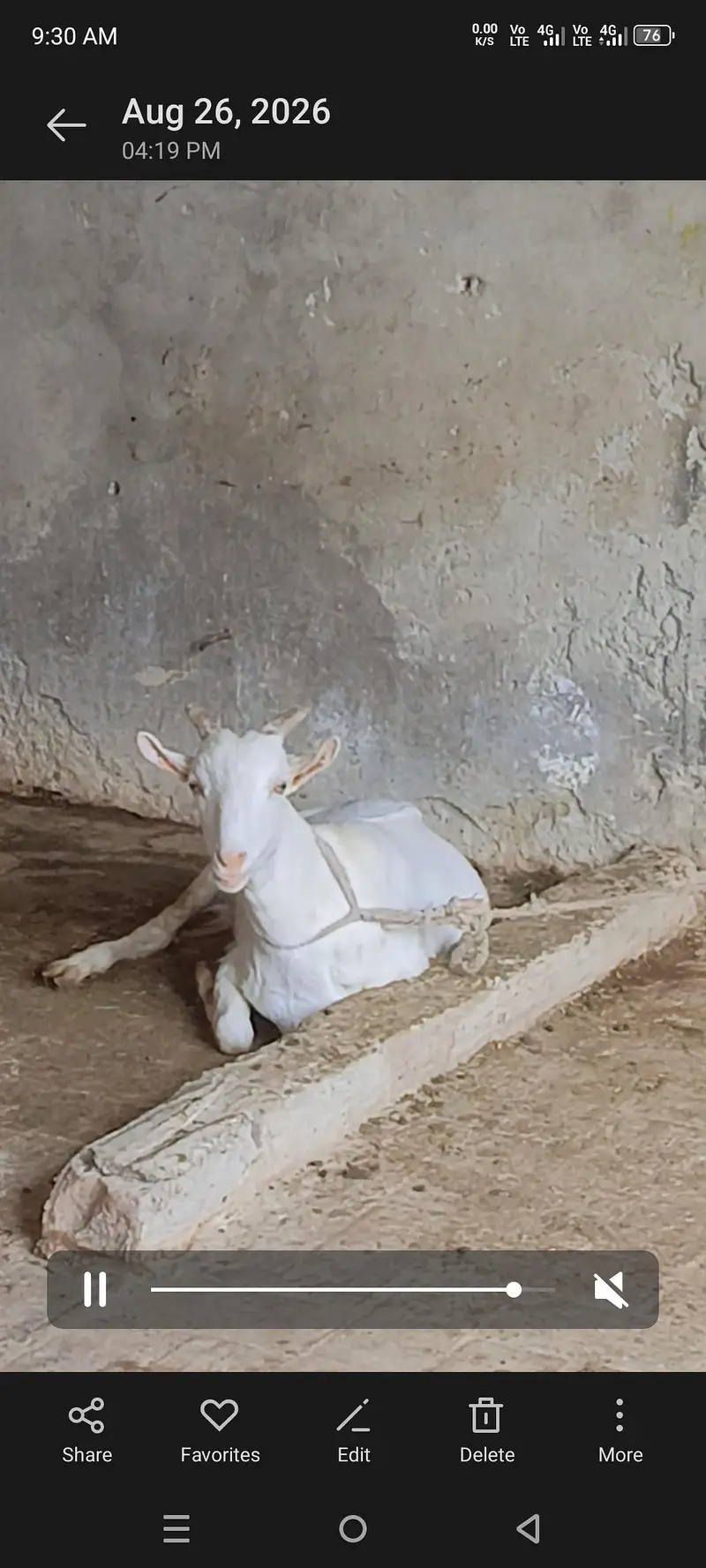 Teddy Gulabi — photo 6
