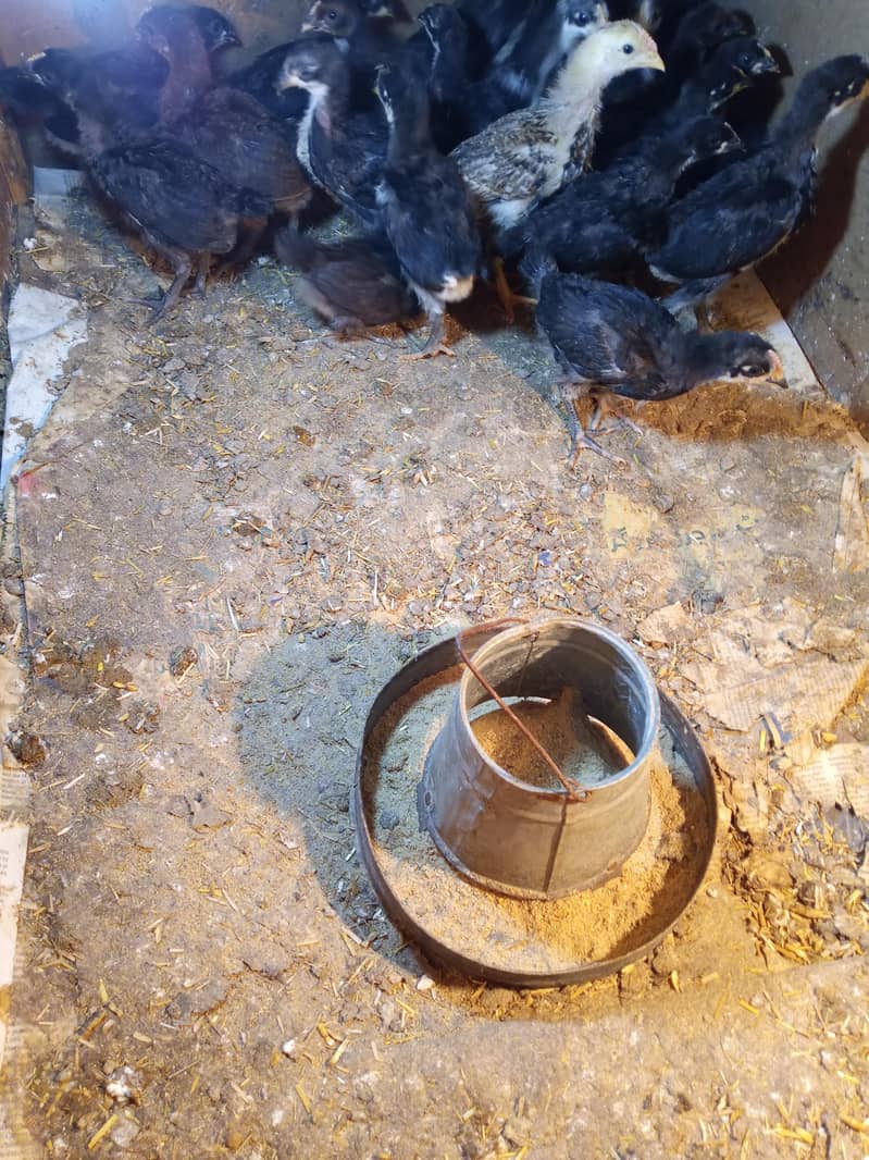 Black Australorp chicks 0