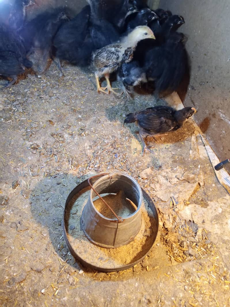 Black Australorp chicks 2