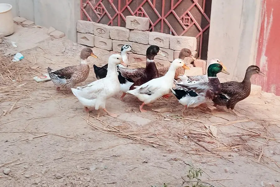 Healthy Home-Raised Ducks for Sale – 8 to 10 Months Old319