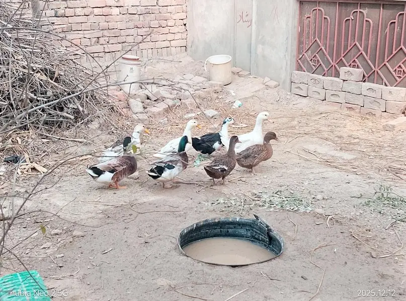 Healthy Home-Raised Ducks for Sale – 8 to 10 Months Old319 — photo 2