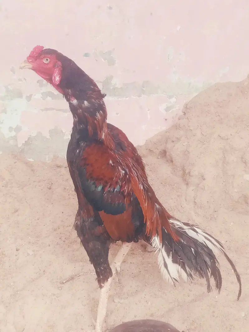 Aseel murgha for sale — photo 2