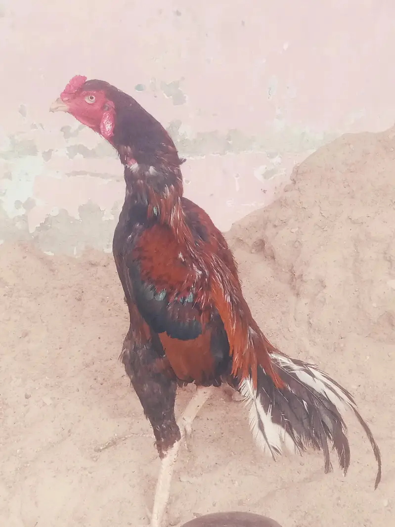 Aseel murgha for sale — photo 3