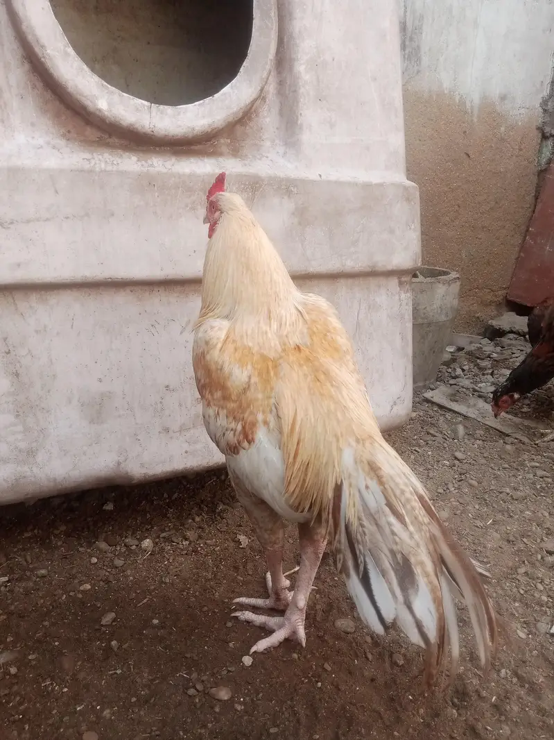 Aseel murgha for sale — photo 4