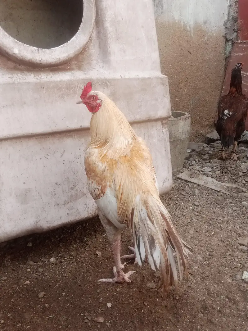 Aseel murgha for sale — photo 5