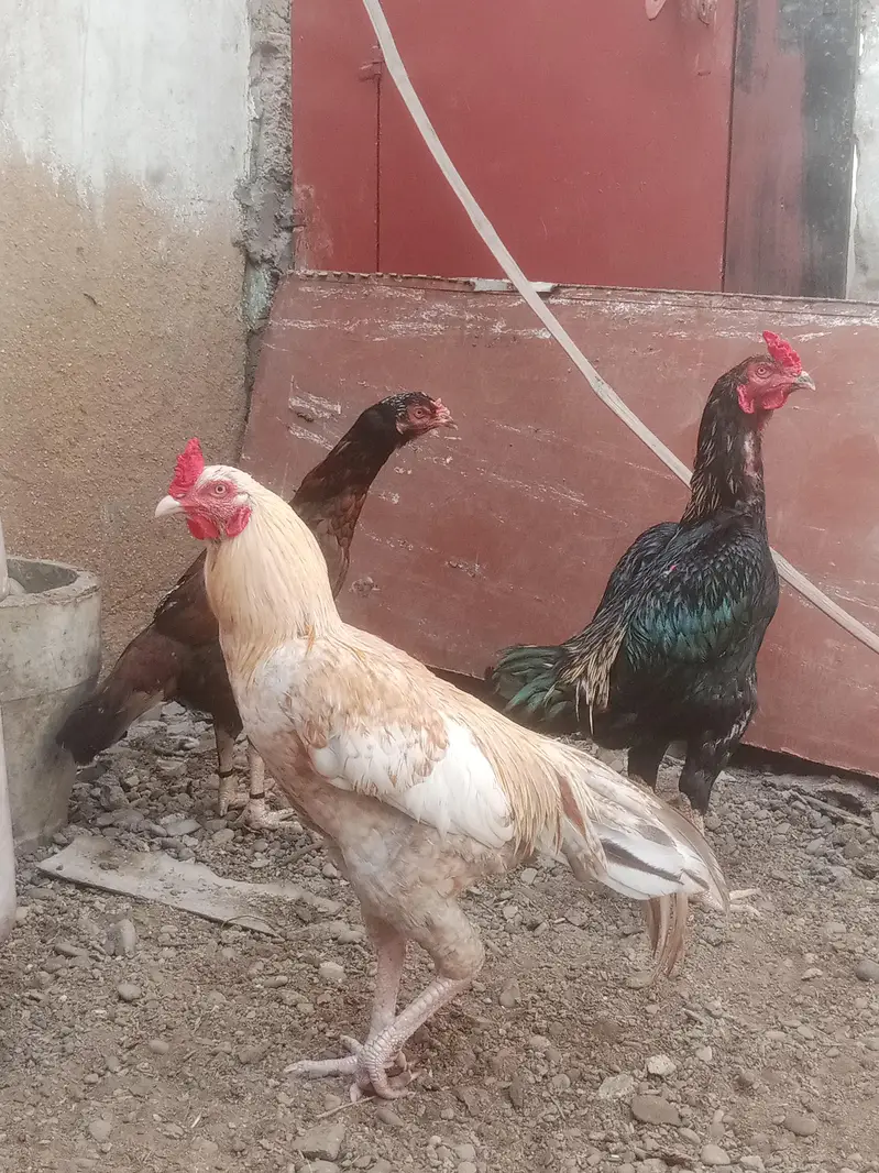 Aseel murgha for sale — photo 6