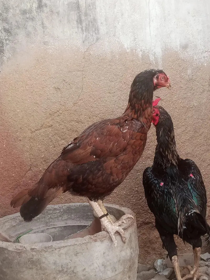 Aseel murgha for sale — photo 7