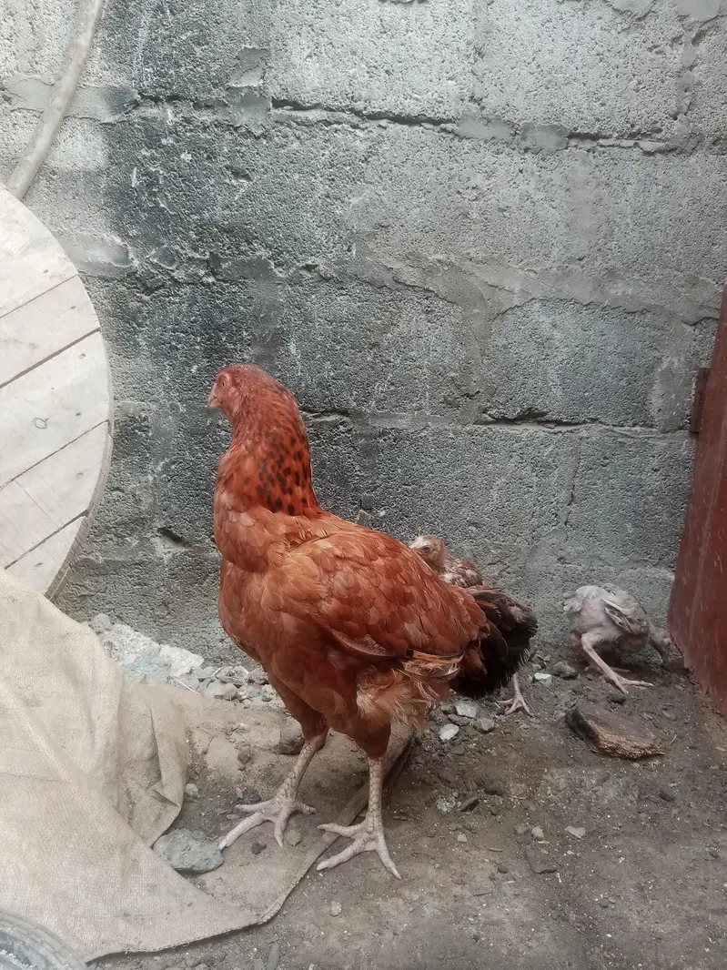 Aseel murgha for sale — photo 9