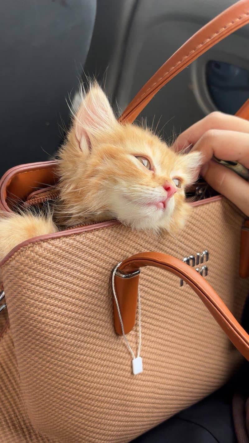persion cat 1
