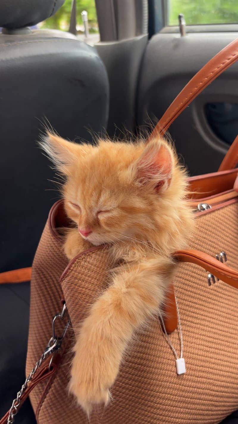 persion cat 2