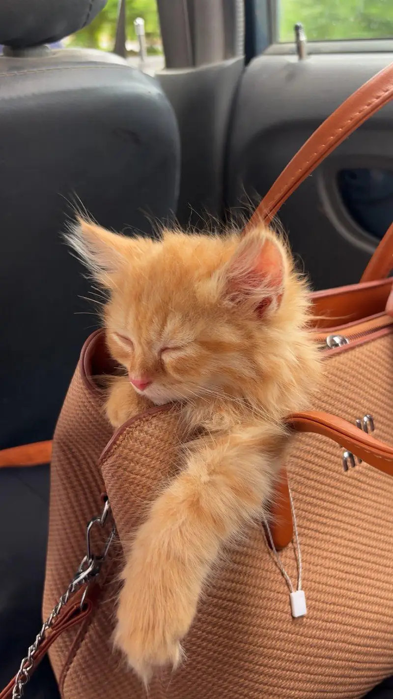 persion cat — photo 3