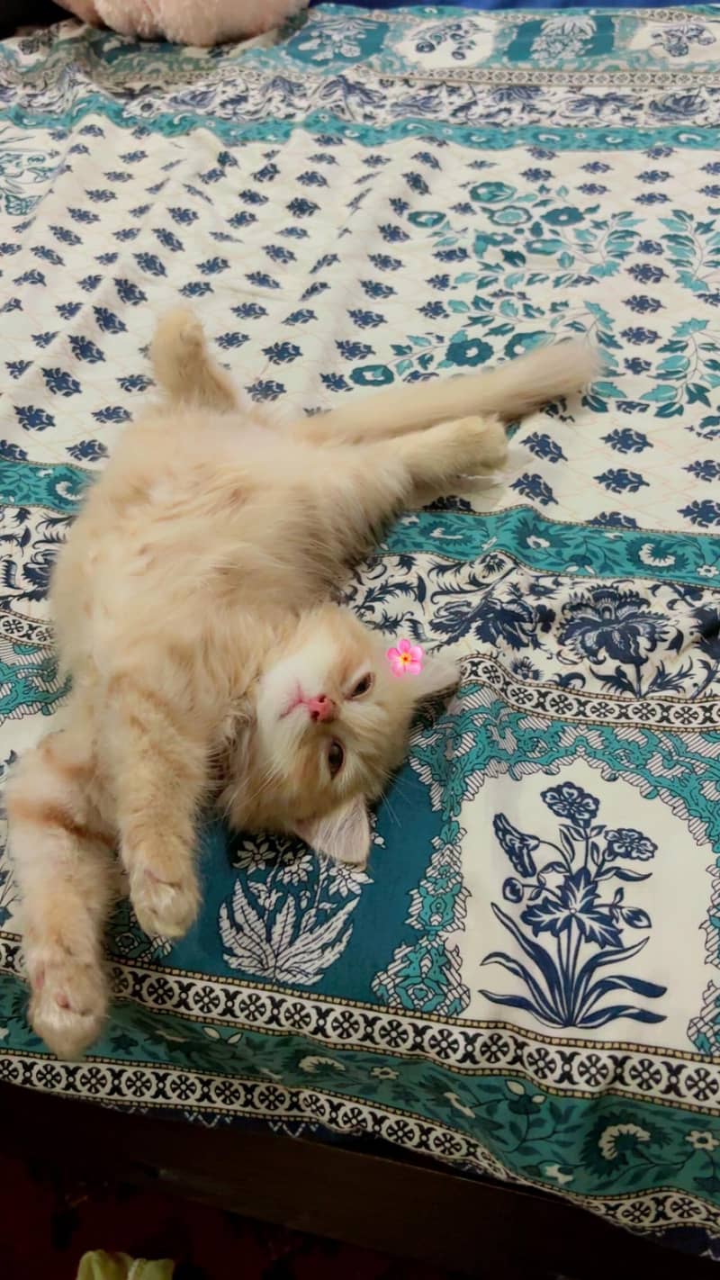 persion cat 3