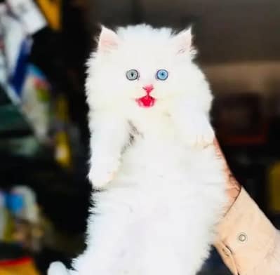 (Persian female kitten) (for sale all) (Pakistan delivery available)