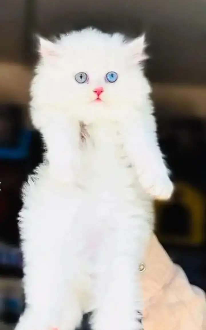 (Persian female kitten) (for sale all) (Pakistan delivery available) — photo 2