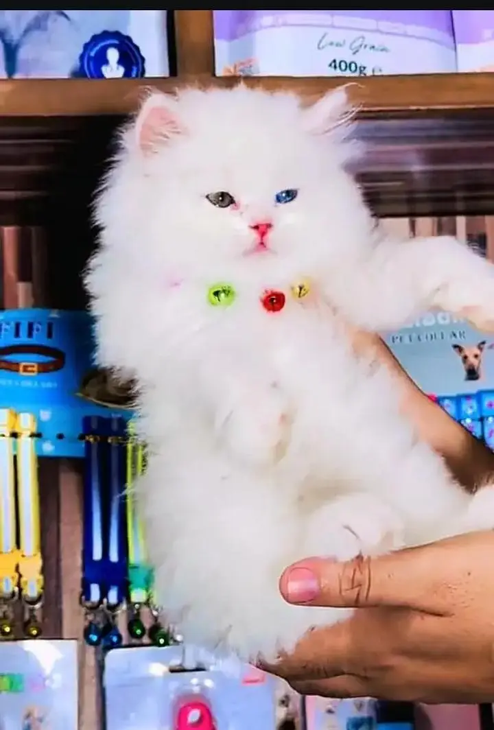 (Persian female kitten) (for sale all) (Pakistan delivery available) — photo 4