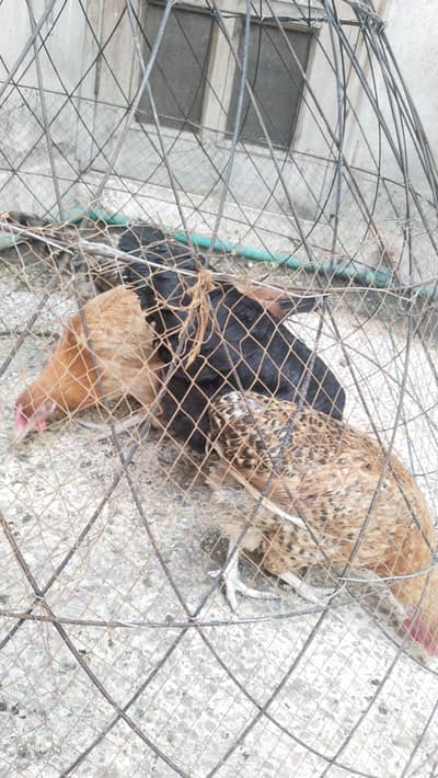 sambhalna ki waja se sale kr rahy . . . Desi 4 murghia ek murgha Ghar ka