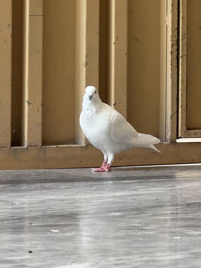 Sherazi pigeons pair with 6 babies