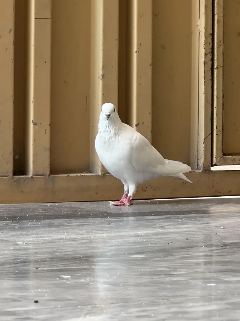 Sherazi pigeons pair with 6 babies