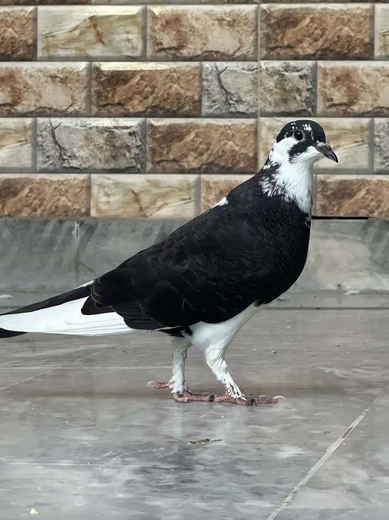 Sherazi pigeons pair with 6 babies — photo 2
