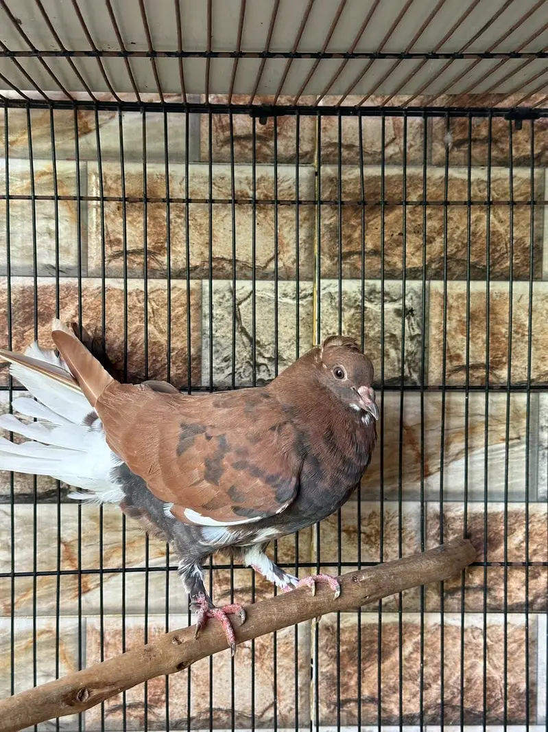 Sherazi pigeons pair with 6 babies — photo 3