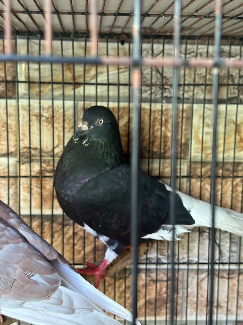 Sherazi pigeons pair with 6 babies — photo 4