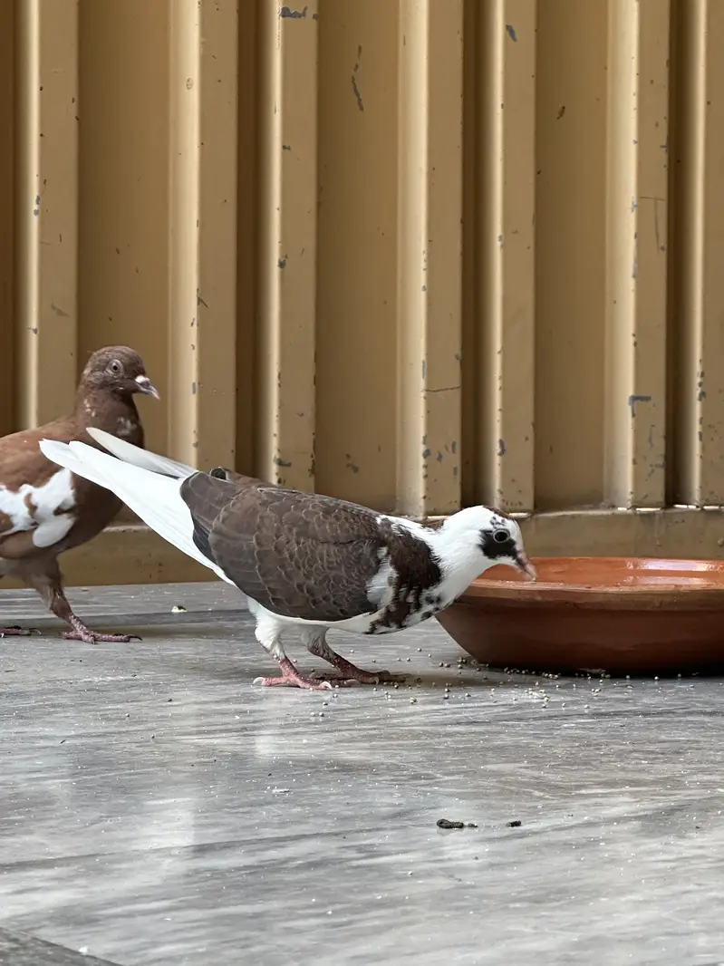 Sherazi pigeons pair with 6 babies — photo 5