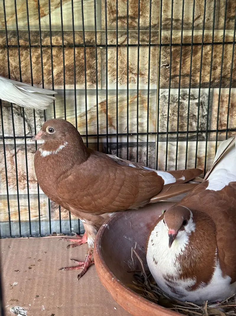 Sherazi pigeons pair with 6 babies — photo 6