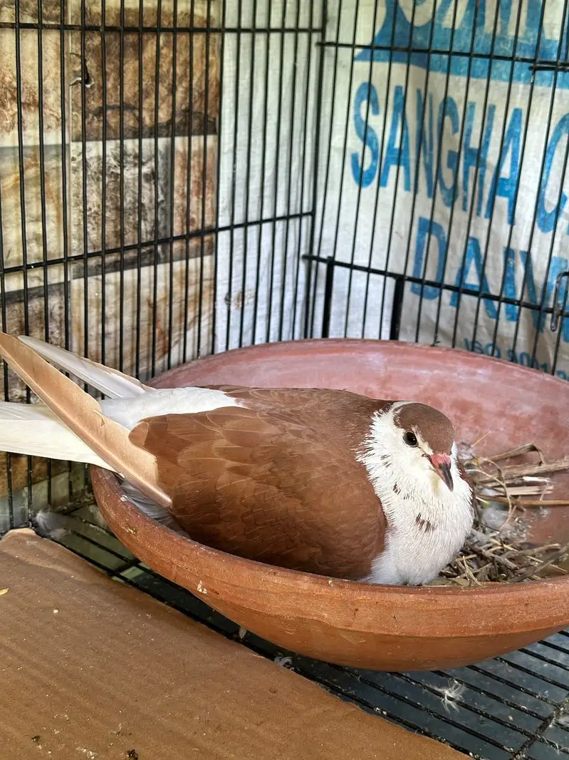 Sherazi pigeons pair with 6 babies — photo 7