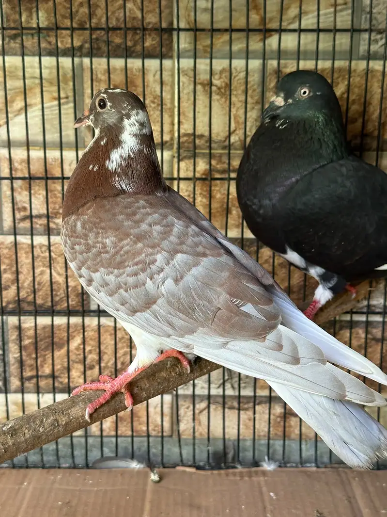 Sherazi pigeons pair with 6 babies — photo 8