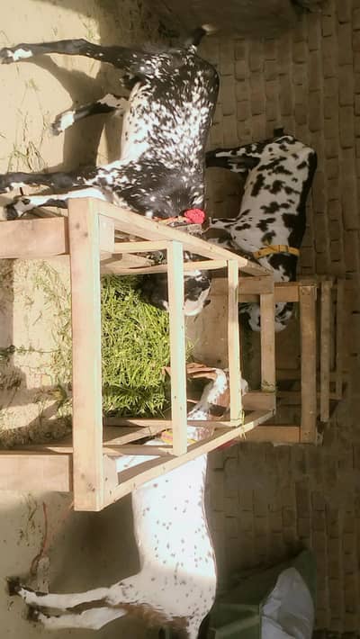 piuer dasi  bakri Sath male and female bachy