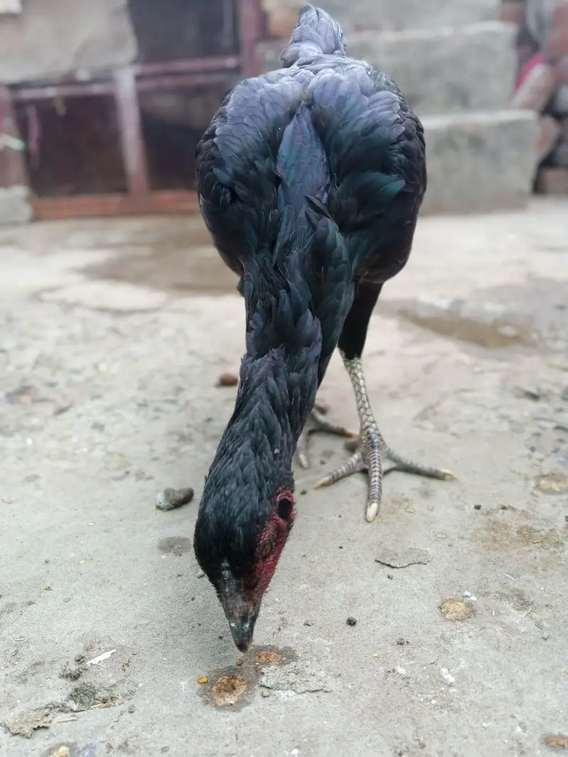 Aseel Thai Female — photo 7