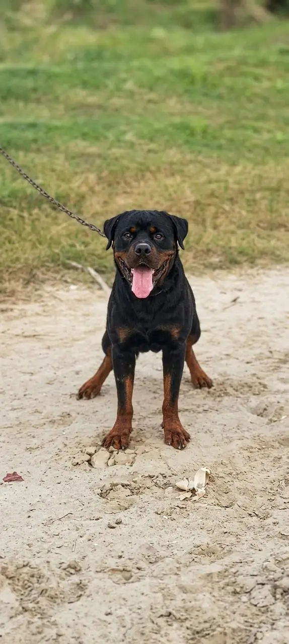 Rottwiller puppy | Rottwiller male dog | Rottwiller dog